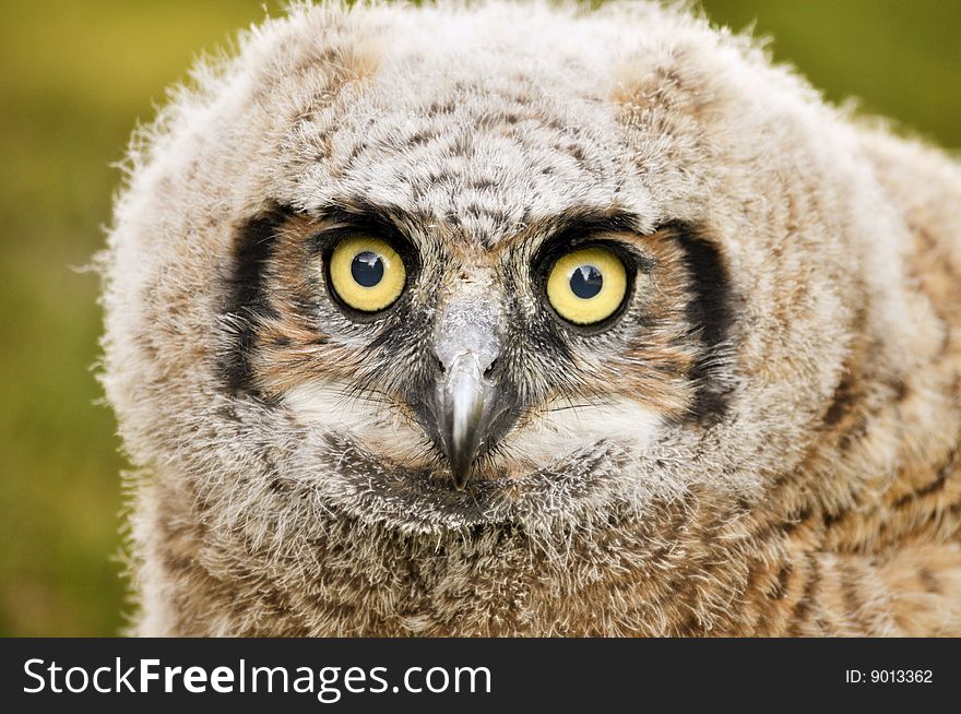 Baby great horned owl close up