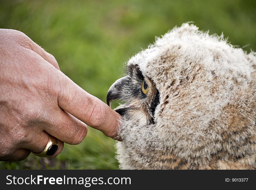 Man petting baby great horned owl