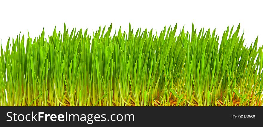 Green Grass Isolated