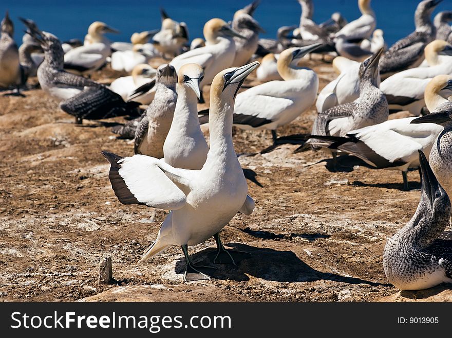 Gannets at Cape Kidnappers Gannet Colony, Hawkes Bay New Zealand. Cape Kidnappers is the largest land based colony in the world. Gannets at Cape Kidnappers Gannet Colony, Hawkes Bay New Zealand. Cape Kidnappers is the largest land based colony in the world.