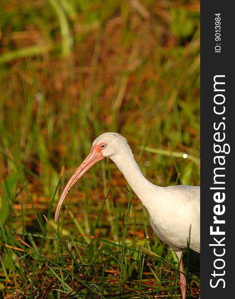A white ibis bird wading through the Florida Everglades hunting for food. A white ibis bird wading through the Florida Everglades hunting for food.