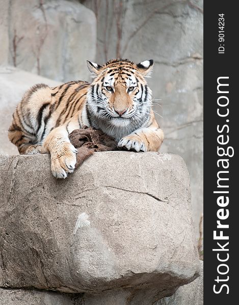 An Amur tiger rests at the Brookfield Zoo in Chicago, Illinois. An Amur tiger rests at the Brookfield Zoo in Chicago, Illinois.