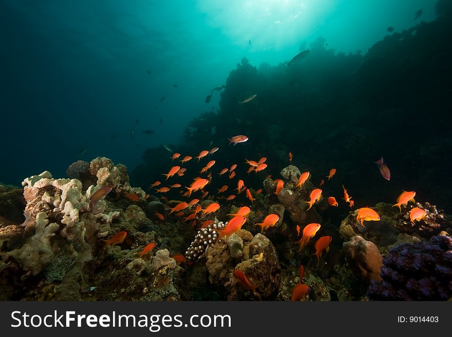 Ocean, coral, sun and fish taken in the red sea.