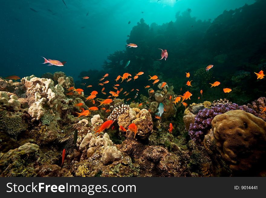 Ocean, coral, sun and fish taken in the red sea.