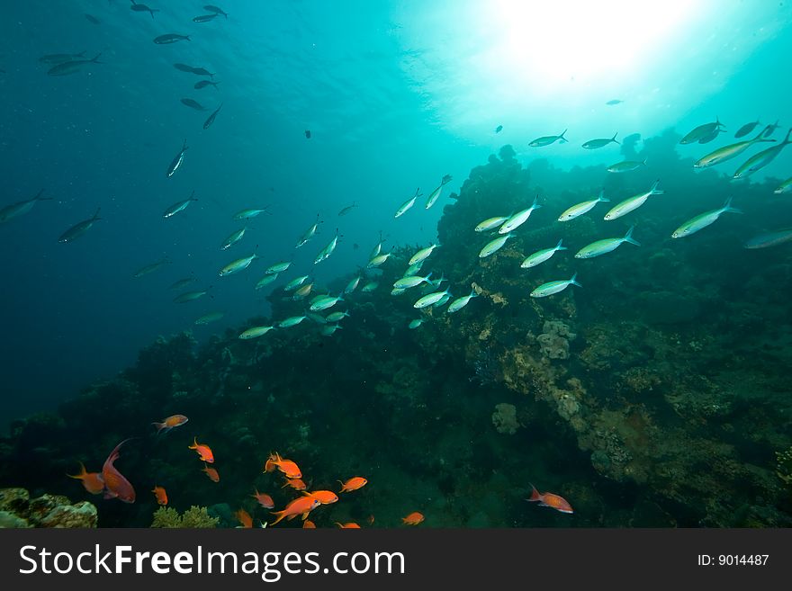 Ocean, coral, sun and fish  taken in the red sea.