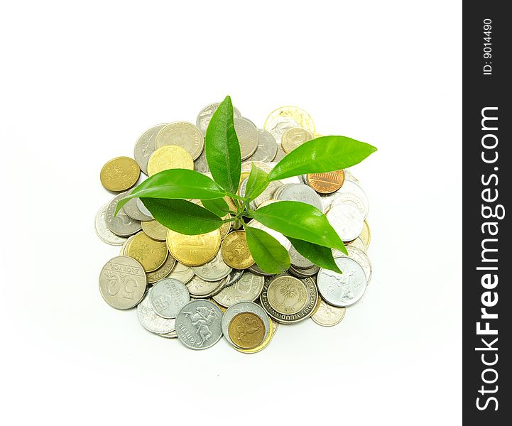 Plant in coins  isolated on white background