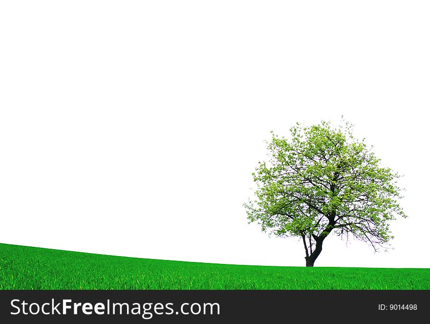 Tree with green leaves isolated on white background. Tree with green leaves isolated on white background