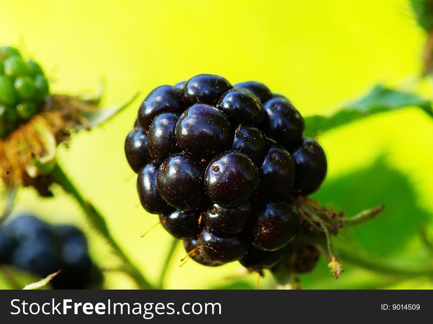 Ripening blackberries in a garden