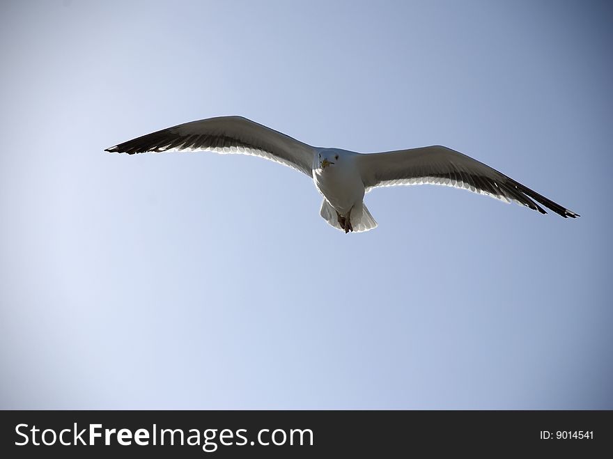 Backlit seagull soaring against clear blue sky.