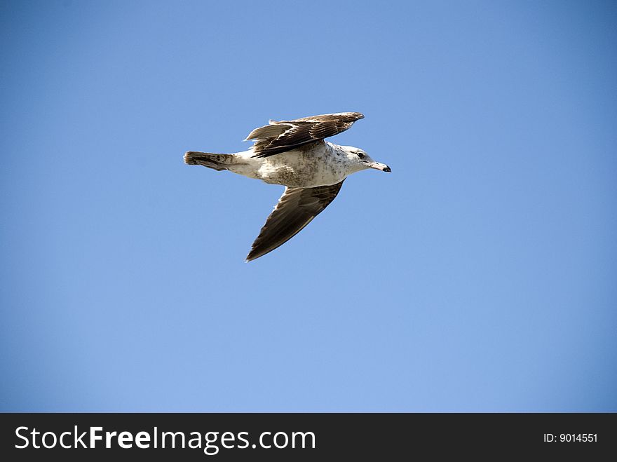 Soaring seagull against clear blue sky. Soaring seagull against clear blue sky
