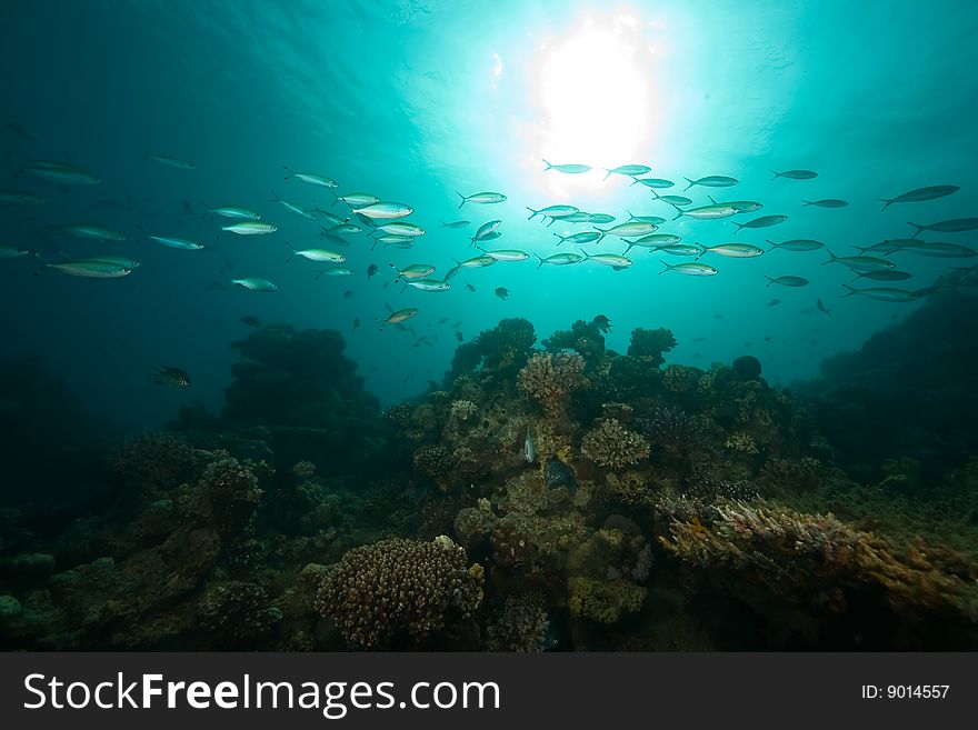 Ocean, coral, sun and fish taken in the red sea.