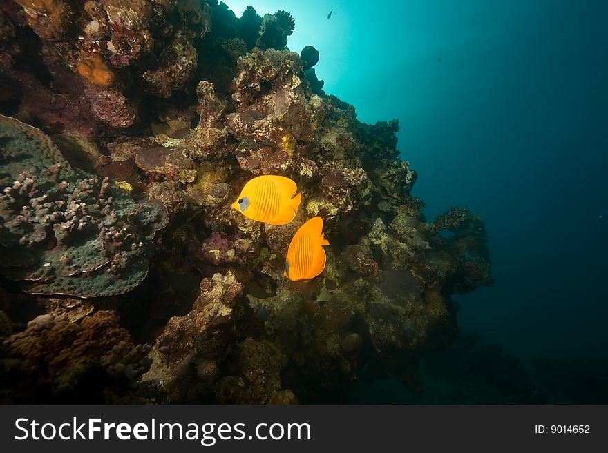 Ocean, coral, sun and butterflyfish  taken in the red sea.