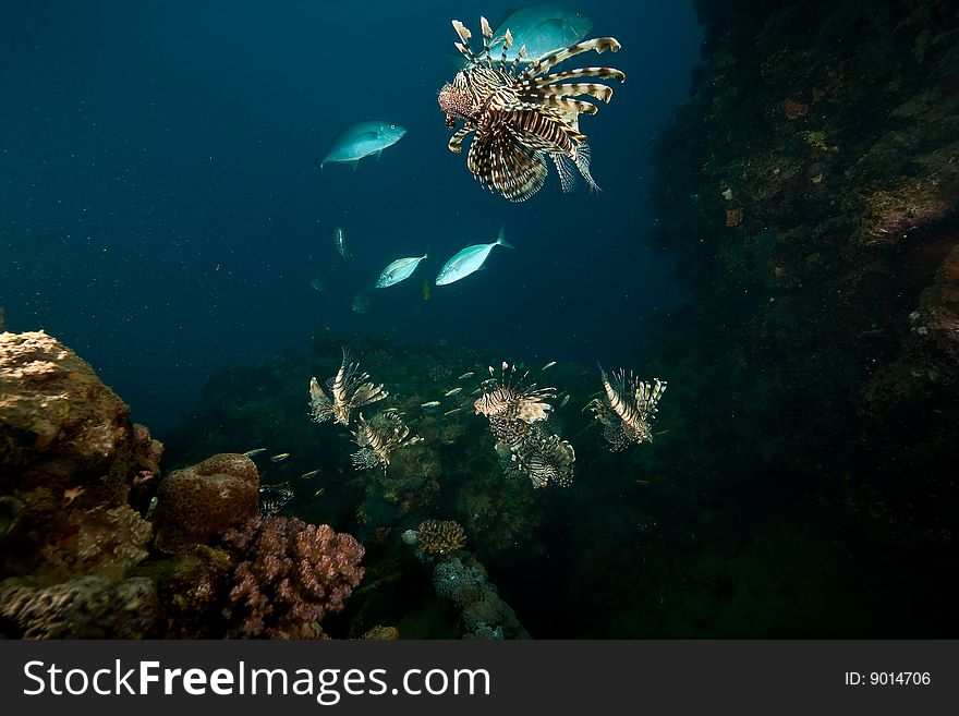 Ocean, coral and lionfish