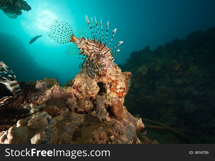 Ocean, coral, sun and lionfish taken in the red sea.