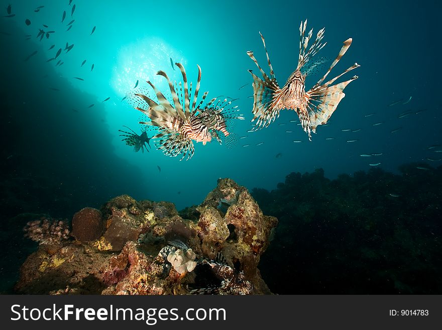 Ocean, coral, sun and lionfish taken in the red sea.