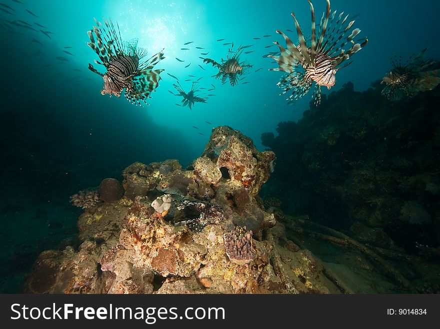 Ocean, coral, sun and lionfish taken in the red sea.