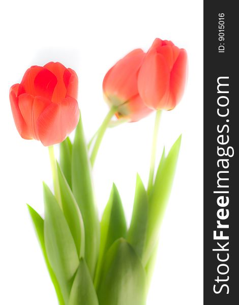 Three isolated tulips in softfocus