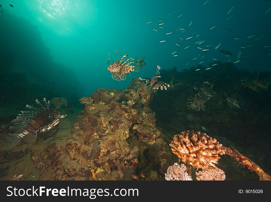 Ocean, coral, sun and lionfish taken in the red sea.