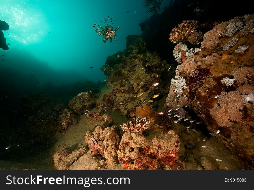 Ocean, coral, sun and fish taken in the red sea.