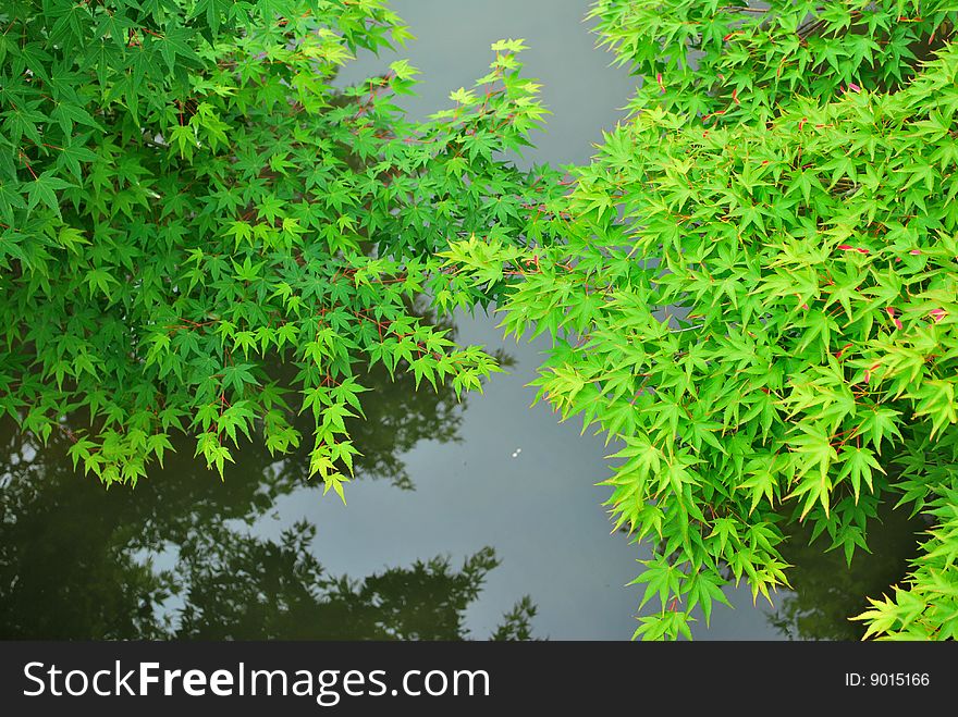 Clear reflection of green maple leaves in spring growing above water
