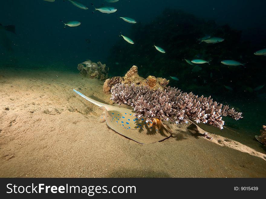 Ocean, coral, sun and bluespotted stingray taken in de red sea.