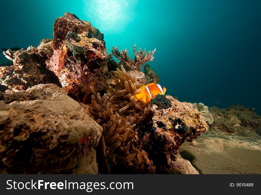 Ocean, coral, sun and anemonefish taken in de red sea.