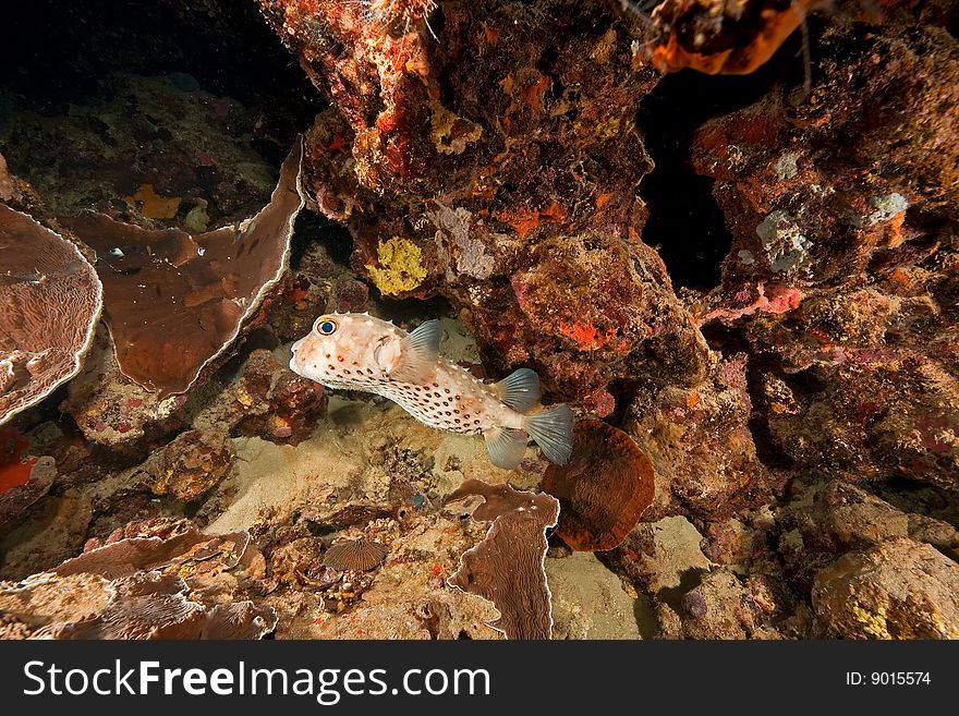 Ocean, Coral, Sun And Porcupinefish