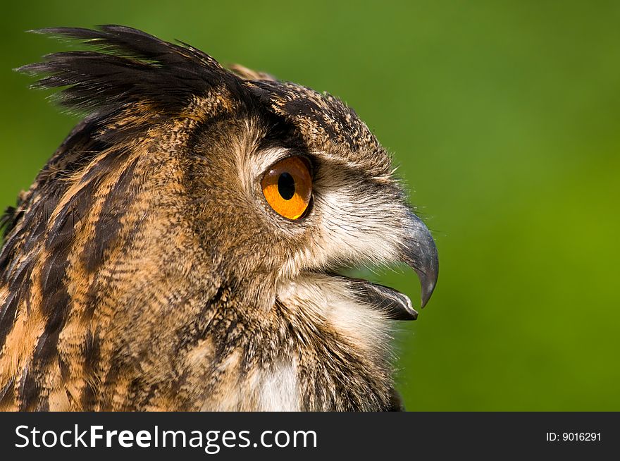 A portrait of an eared owl. A portrait of an eared owl