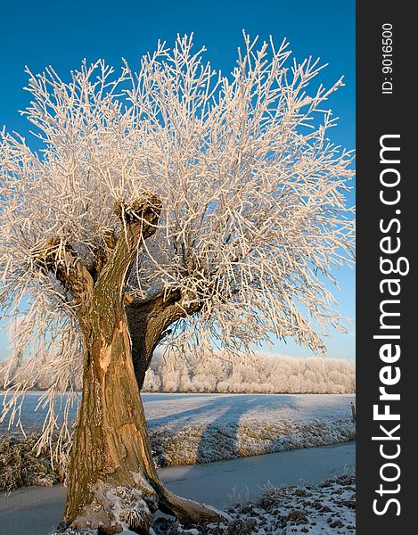 Willow tree in hoarfrost in the fields