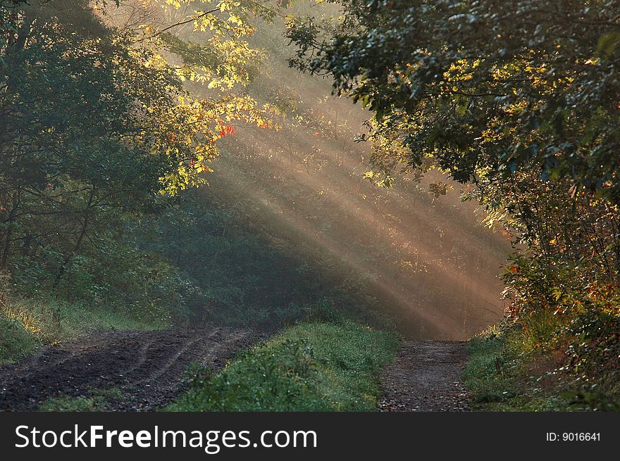 A forest lane with sunrays trough the trees. A forest lane with sunrays trough the trees