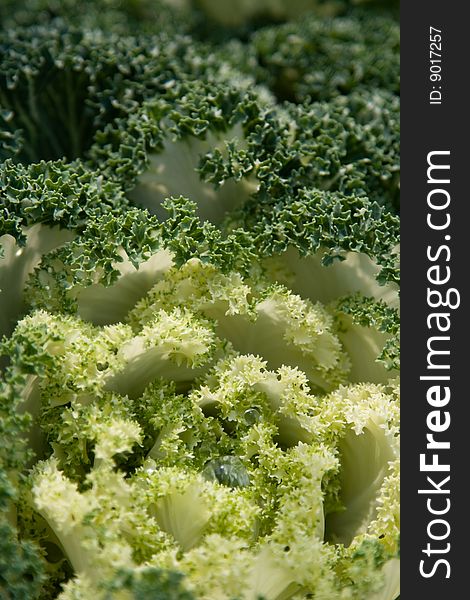 A closeup shot of a lettuce flower with some water droplets on it. A closeup shot of a lettuce flower with some water droplets on it