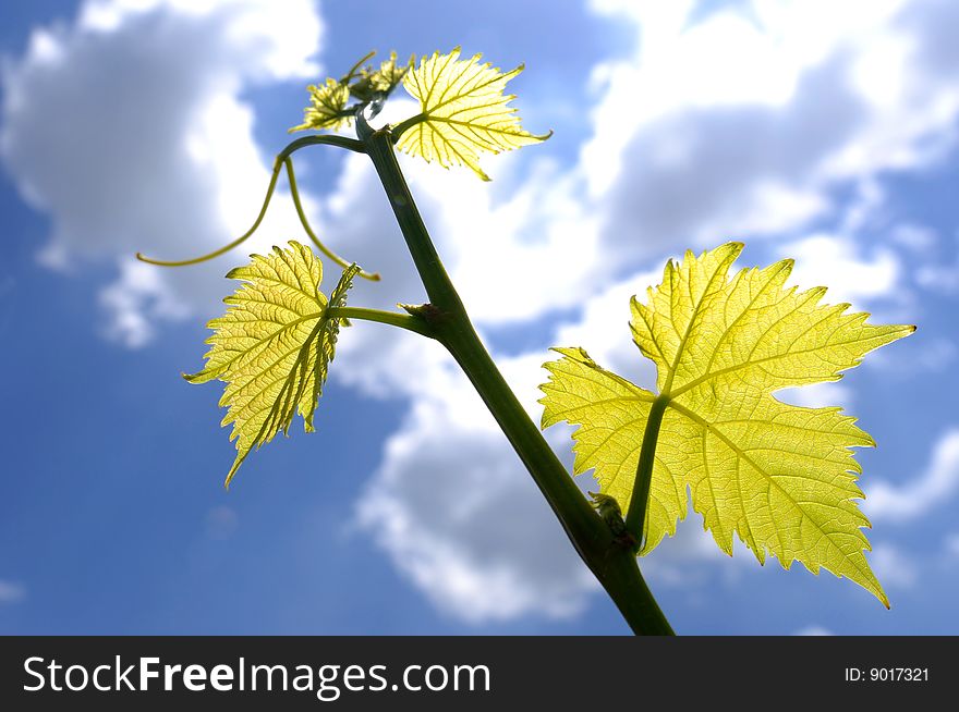 Vine branch against the sun