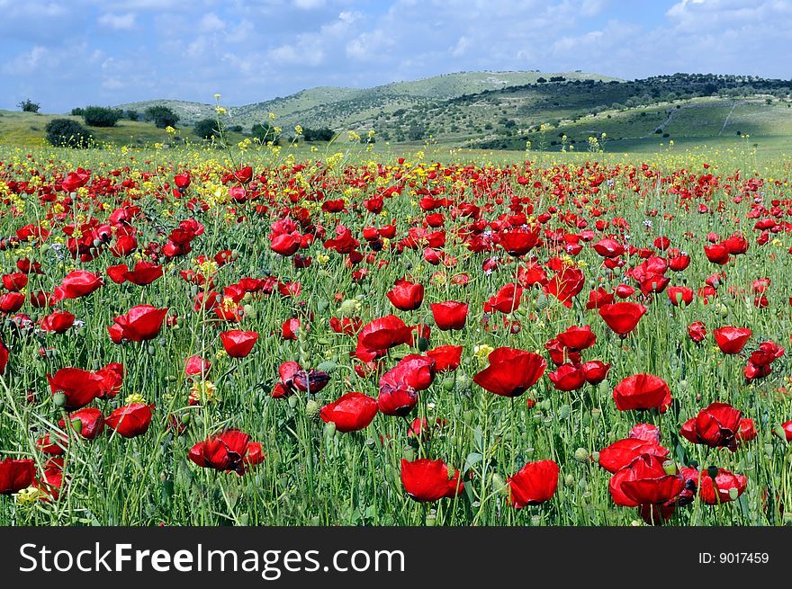 Poppies  Field