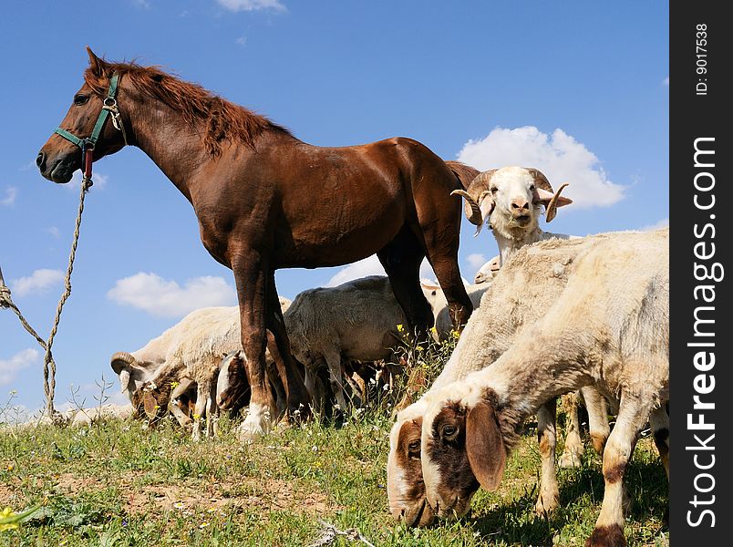 Horse and sheep at the grazing field