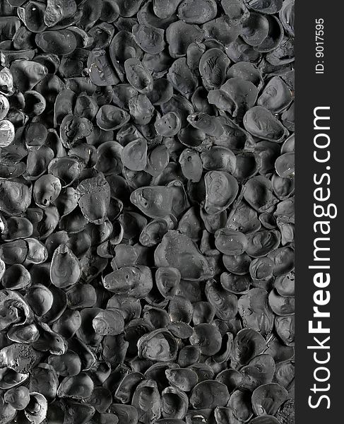 Background of black sea shells