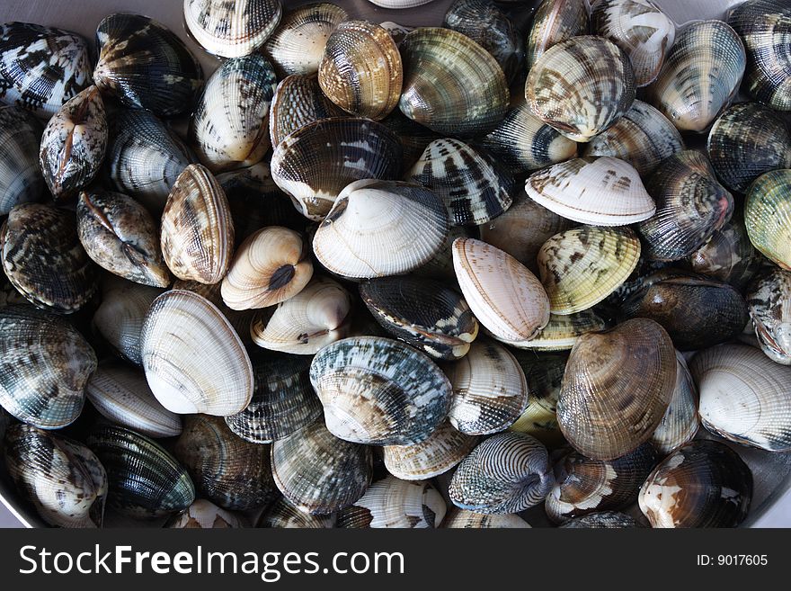 Background of colored sea shells