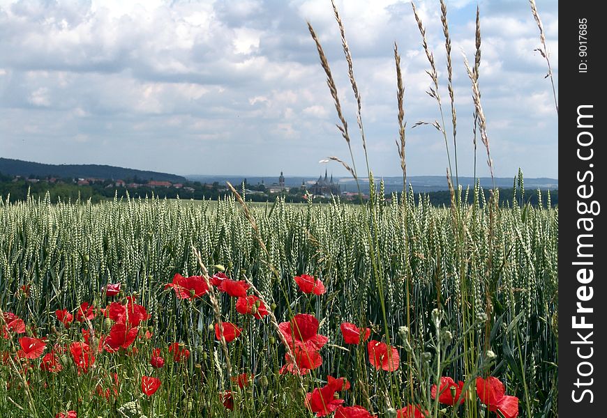 Field in the middle Europe, Czech Republic. Field in the middle Europe, Czech Republic