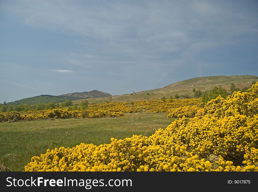 The yellow hills in early spring at 
brig o'turk in scotland. The yellow hills in early spring at 
brig o'turk in scotland