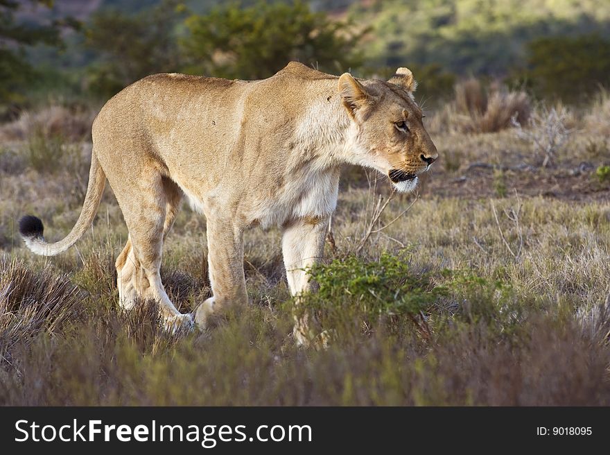 Lioness Walking