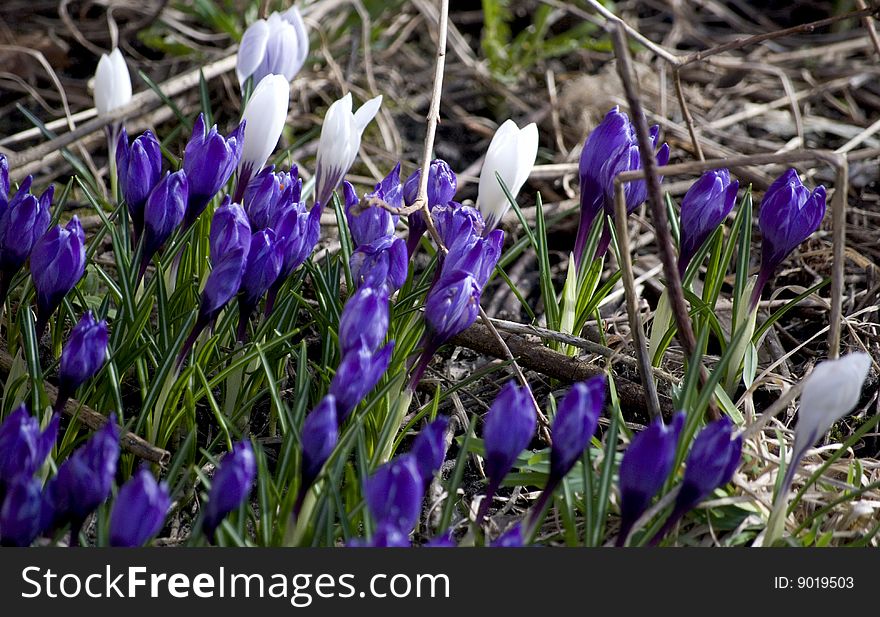 Blue Flowers