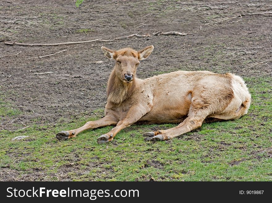 A female elk resting on grass in the sun