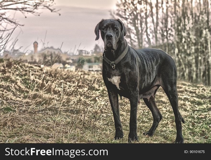 Great Dane dog standing and looking sad. Great Dane dog standing and looking sad