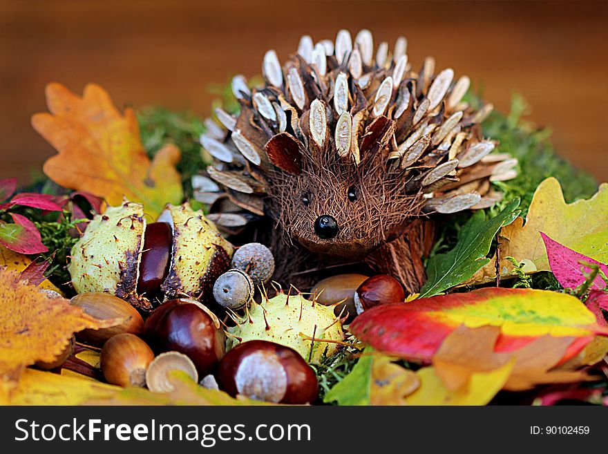 Hedgehog, Erinaceidae, Leaf, Autumn