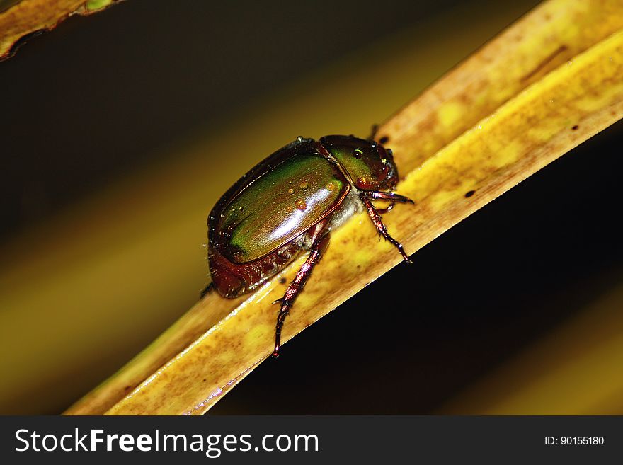A close up of a green beetle on a leaf.