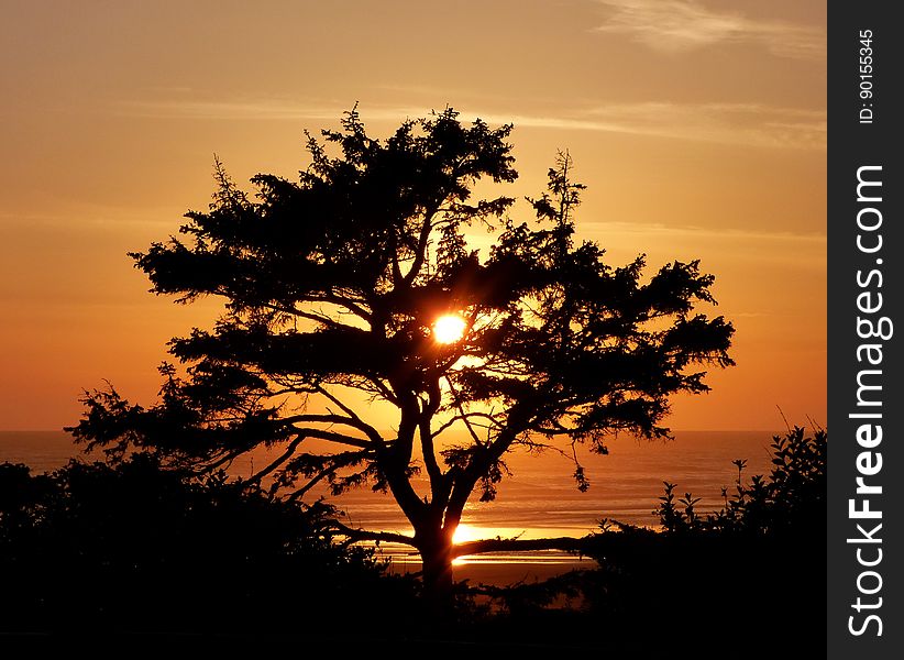 Tree At Sunset