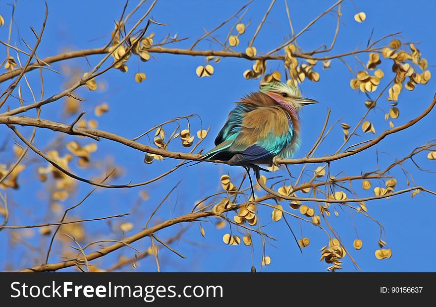 Blue and Brown Bird on Brown Tree Branch Under Blue Sky