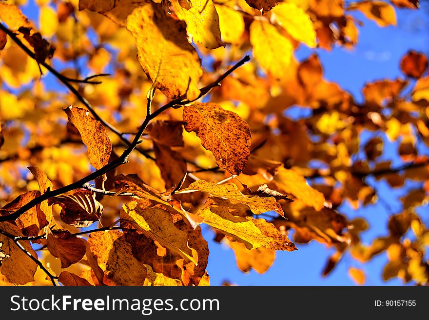 Leaf, Branch, Autumn, Yellow