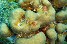 Christmas Tree Worms And Coral Stock Image Christmas Tree Worms And Coral Stock Image