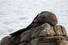 Fur Seal Royalty Free Stock Photos Fur Seal Royalty Free Stock Photos