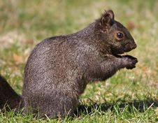 Melanistic Eastern Gray Squirrel Stock Photo Melanistic Eastern Gray Squirrel Stock Photo